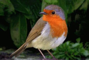 empati değeri kınalı serçe